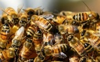 Kaffrine : le village de Boulel Ndoucoumane envahi ce mardi par des abeilles