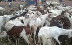 Tabaski 2025 : Plus de 218 000 moutons attendus à Bakel