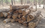 Lutte contre la déforestation illégale : 344 troncs de bois saisis à Médina Yoro Foula 