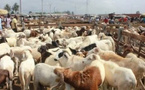 Mbacké se prépare à la Tabaski : 35 000 moutons attendus, 14 points de vente répertoriés