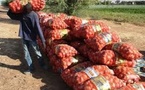 Tabaski 2025 : l’État suspend temporairement la vente d’oignons par les agrobusiness pour soutenir les petits producteurs