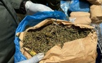 Ziguinchor : 11 kg de chanvre indien saisis en une semaine