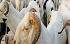 Podor : 80. 000 moutons ont traversé le poste frontalier de Médina Ndiathbé 