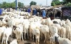 Tabaski 2025 : un taux d’approvisionnement en moutons de 87 % dans la région de Sédhiou