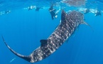 Au large du golfe de Guinée, étudier le requin-baleine pour préserver l'océan
