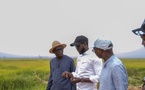 Diama : le président Diomaye Faye inspecte un casier agricole du projet de développement rural de Savoigne