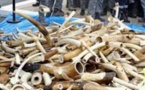 Commerce illégal : 3 trafiquants arrêtés avec une grande quantité d’ivoire