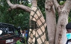 Ndiaganiao : Un berger de 17 ans meurt après une chute d’un baobab
