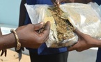 Trafic de drogue démantelé à Ziguinchor : un individu interpellé avec 2 kg de chanvre indien
