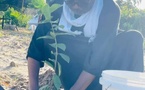 Reboisement à Kolda : Le Khalife Général de Saré Mamady  se fixe un objectif de 1200 arbres à planter cette année