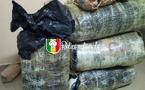 Lutte contre le trafic de stupéfiants : sept (07) colis de chanvre indien d’un poids total de 196 kg saisis par la BRS de Thiès ce dimanche