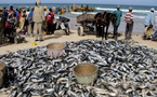 Pêche de sardinelle : 70 % des apports protéiques sénégalais menacés par la surexploitation