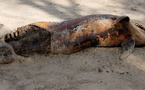 Mystérieuse hécatombe de dauphins à Diembéring : une trentaine retrouvés morts