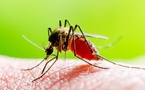 Diourbel : près de 5 000 cas de paludisme enregistrés au premier semestre 2025