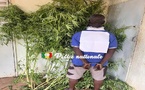 Kédougou : un individu arrêté avec 30 pieds de chanvre indien