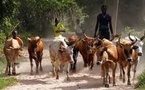 Vol de bétails à Ziguinchor : quatre individus interpellés puis déférés