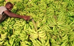 Goudomp : les producteurs saluent l’interdiction des bananes importées