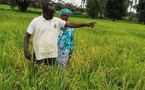 ​Campagne rizicole à Kolda : des résultats prometteurs dans les zones d’intervention de Ninnaba