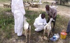 Diourbel : une ferme infectée de la fièvre de la vallée du Rift, deux chèvres contaminées
