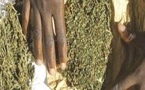 Louga : Neuf (9) Kg de cannabis saisis et deux individus interpellés