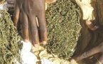 Trafic de drogue à Fimela : 580,42 kg de chanvre indien saisis