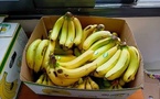 Banane locale : 12.500 tonnes écoulées en septembre grâce au gel des importations