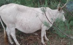 Vol de bétail à Bambilor : la Gendarmerie interpelle un individu, huit (8) vaches récupérées