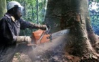 RDC : environnement