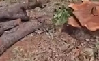Kaolack : des dizaines d’arbre coupés de manière « illégale », les populations alertent
