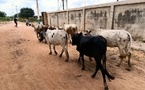 Lutte contre le vol de bétail : le Sénégal valide son Système national d'identification et de suivi
