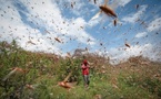 Alerte rouge dans le Walo : les criquets pèlerins menacent les cultures de tomate et d'oignon