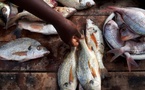 Thiès : près de 80 milliards de FCFA générés par les débarquements de la pêche artisanale