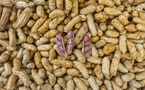 Filière arachidière : le Sénégal en passe de devenir le 2e producteur africain derrière le Nigeria 