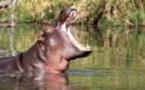 Gouloumbou - Tambacounda: l'hippopotame envoie un jeune à l'hôpital