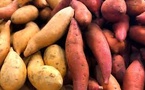 ​Dagana : une baisse de plus de 10 % enregistrée dans la production de patate