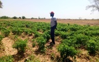 ​Agriculture à Tambacounda : le pari réussi du retour à la terre