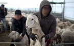 ​Tivaouane : un berger arrêté pour le vol présumé de 17 moutons