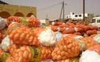 Kayar : le cri de détresse des producteurs de pommes de terre face aux importations