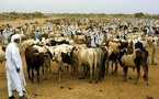 Bambey : Les éleveurs dénoncent la hausse de la taxe municipale au foirail, qui passe de 500 à 1000 FCFA