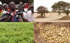 Pomme de terre : les horticulteurs des Niayes alertent sur les risques de pertes de leur production de pomme de terre