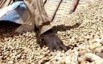 Échec de la campagne arachidière : les producteurs bradent leurs récoltes à 250 FCFA