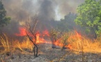 Kédougou :  des flammes ravagent la Réserve naturelle communautaire de Dindéfélo depuis 72 heures