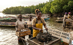 ​Économie maritime : La filière coquillage du Sénégal à l’assaut du marché mondial