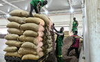 Face à la crise du cacao, la Côte d'Ivoire réduit drastiquement le prix d'achat aux planteurs