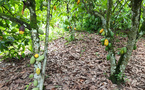 Côte d'Ivoire: la colère des planteurs de cacao face à la forte baisse du prix d'achat