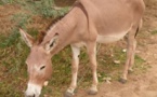 «Aucun kilogramme de viande d’âne dans les 28 marchés du département de Dakar», (Chef de service régional de l’élevage)