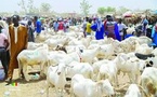 ​Tabaski 2026 : le Sénégal anticipe un besoin de 860 000 moutons