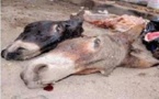 Les alertes du service de l’élevage de Dakar : « Il y a risque de circulation de 55 tonnes de viande d’âne à Dakar »
