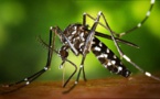 Détectée au Cap Vert, Zika à nos portes