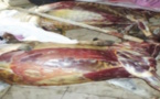 ​Viande impropre à la consommation : Kaolack atteint par la psychose